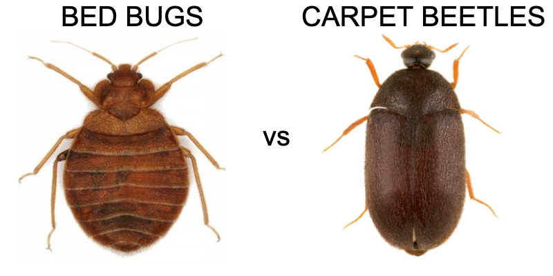 bed bugs vs carpet beetles