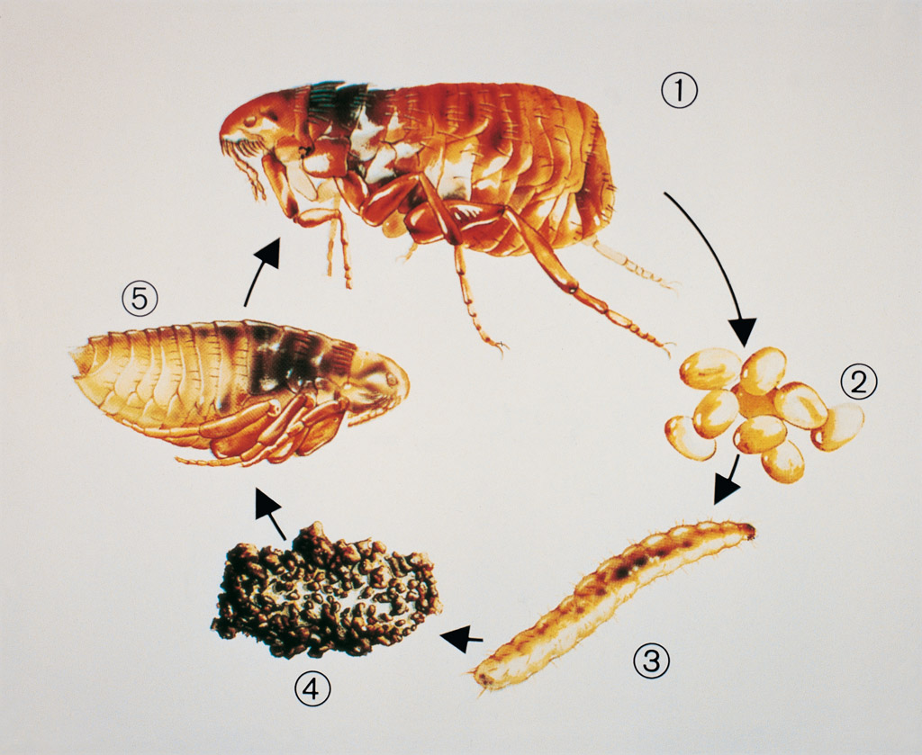 life cycle of fleas