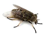 iStock_000045227998Large - Horse Fly.jpg