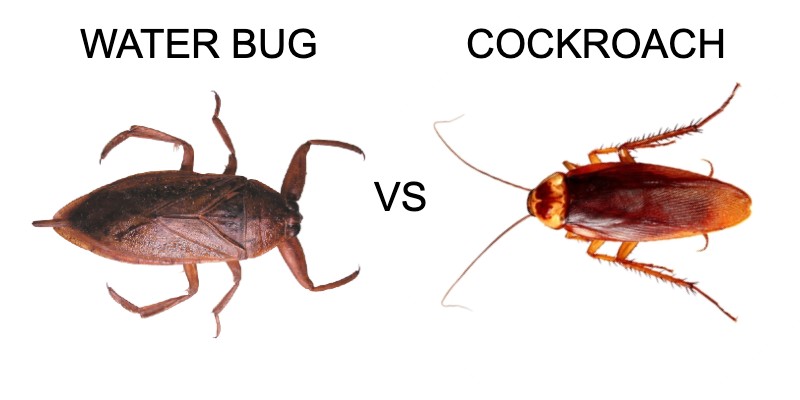 water bug vs roach