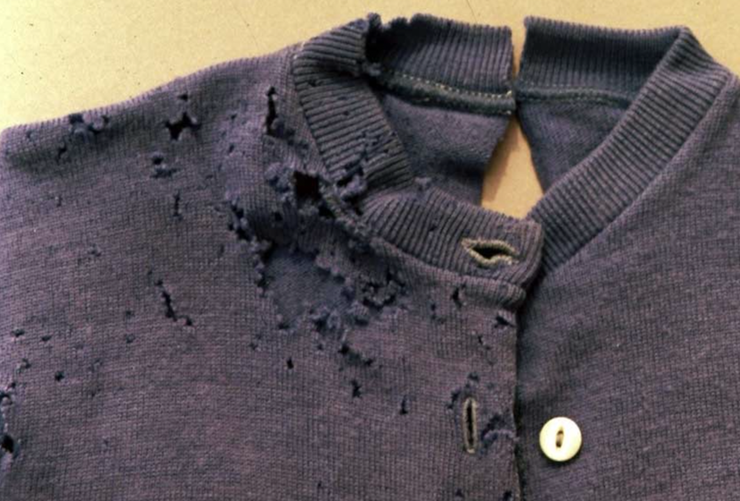 what causes carpet beetles