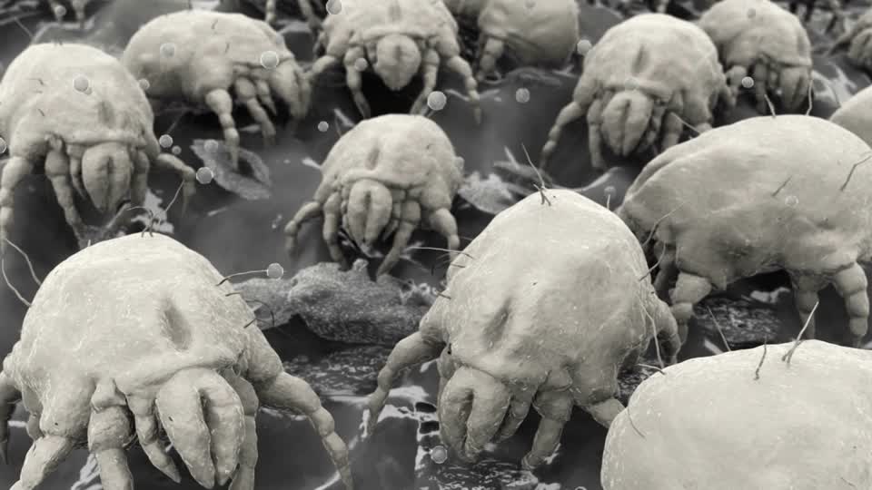 facts about dust mites