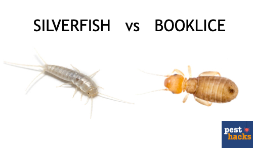 booklice vs silverfish
