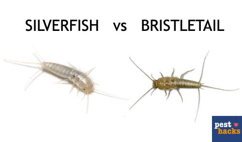 bristletail vs silverfish