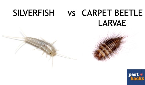 bugs that look like silverfish