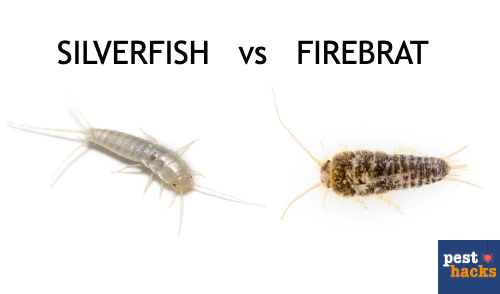 silverfish vs firebrat