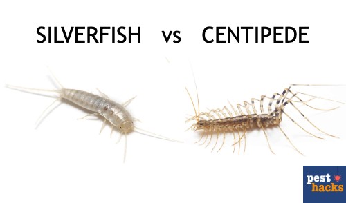 centipede vs silverfish