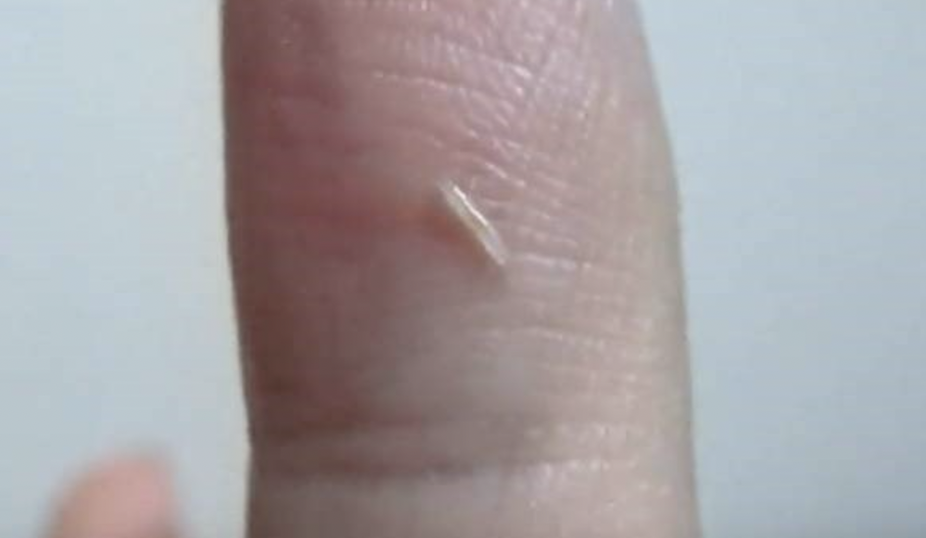 baby silverfish bug