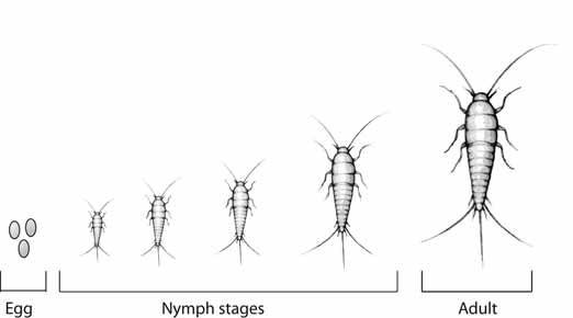 silverfish facts