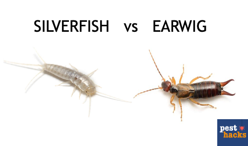 earwig vs silverfish