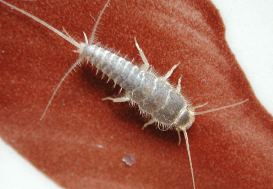 what do silverfish eat