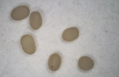 silverfish eggs picture