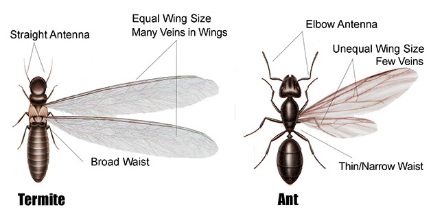 termites vs ants