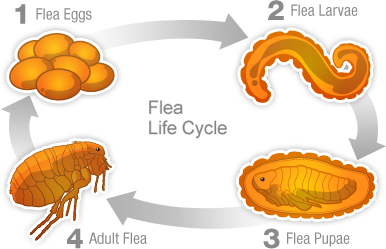 flea vs tick