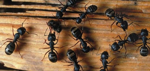 how to get rid of carpenter ants
