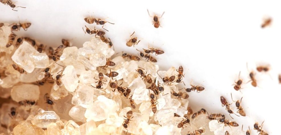 how to get rid of sugar ants