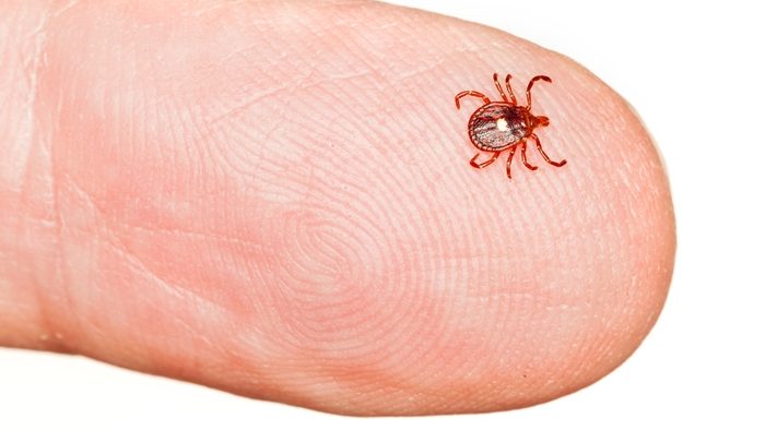 how to get rid of ticks in the house