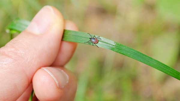 how to get rid of ticks in your yard