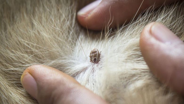 how to get rid of ticks on dogs