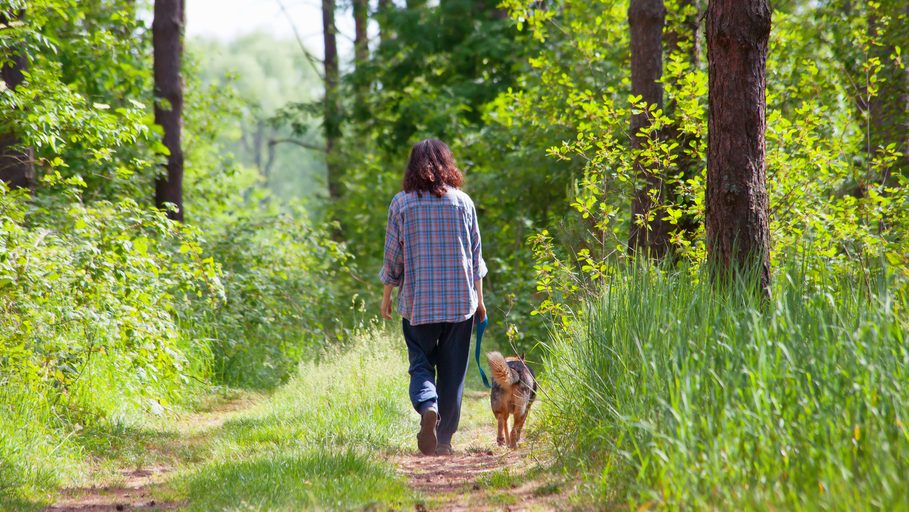 how to keep ticks off dogs