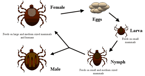 fleas vs ticks