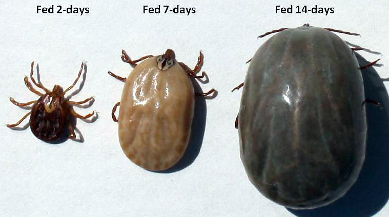 flea vs tick