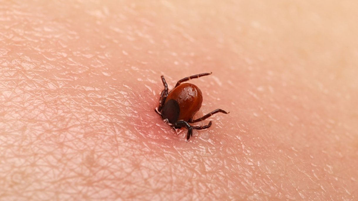 pictures of ticks