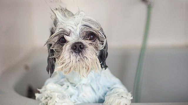 best flea shampoo for dogs