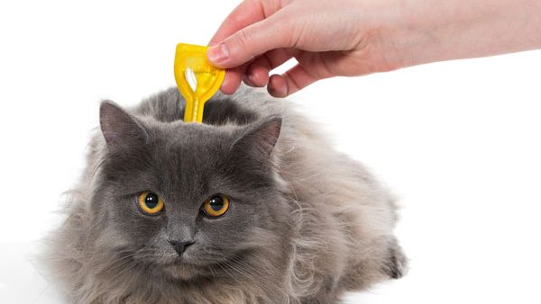 best flea treatment for cats