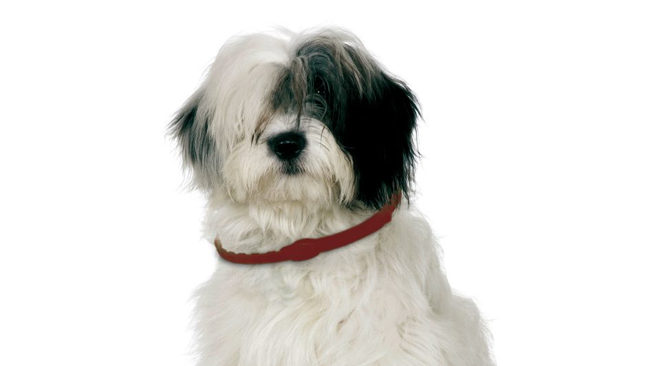 best flea collars for dogs