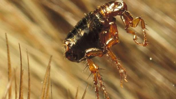 facts about fleas