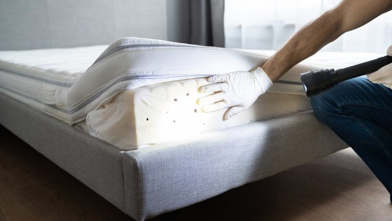 how to get rid of bed bugs for good