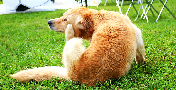 how to get rid of fleas on dogs