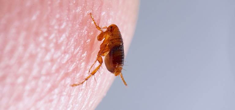 pictures of fleas