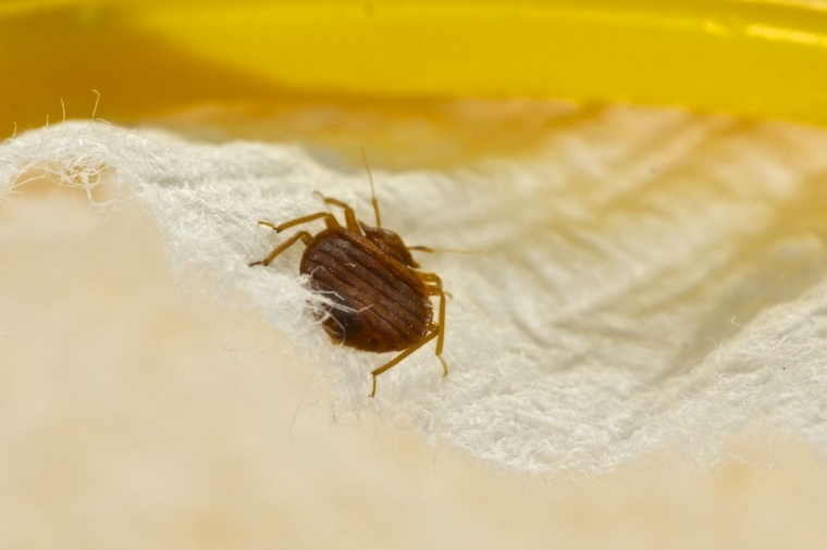 what to do if you have bed bugs: dealing with bed bugs
